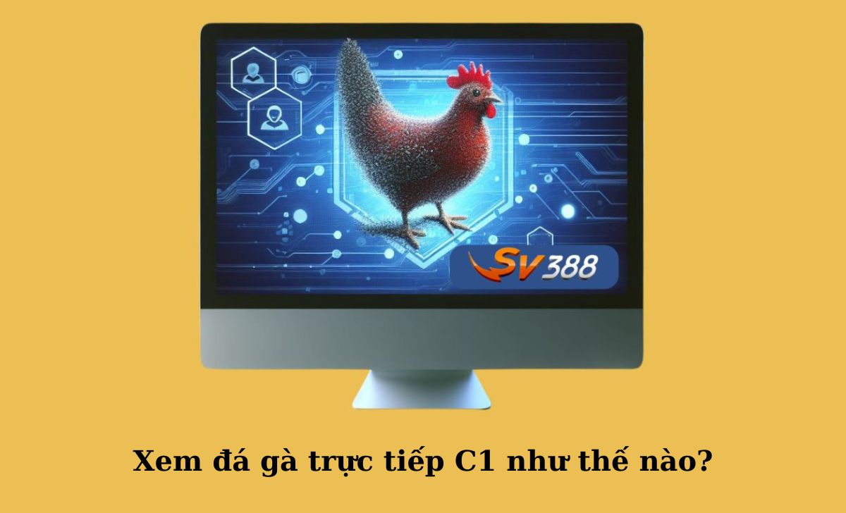 Xem đá gà trực tiếp C1 như thế nào?